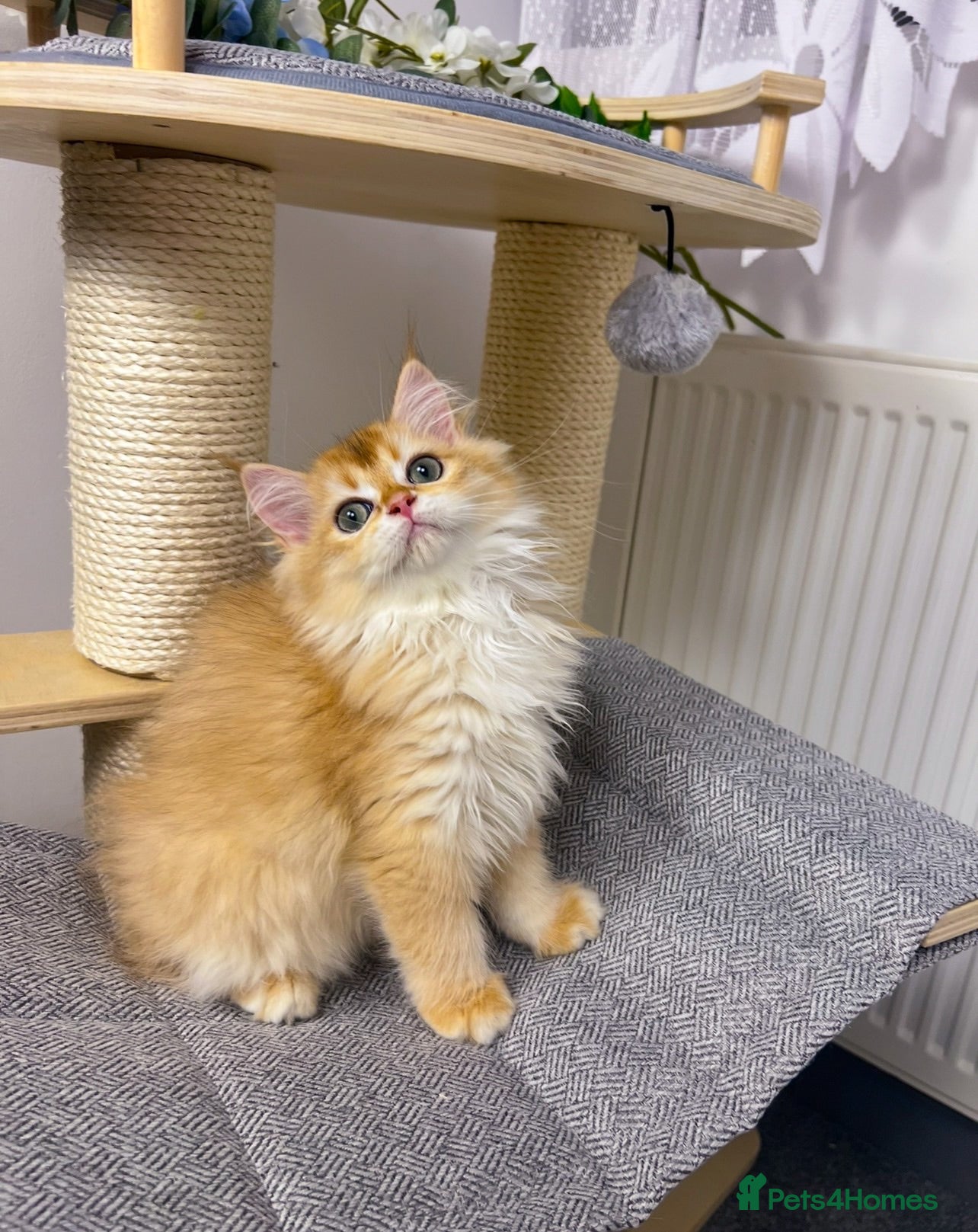 British Shorthair cats Beautiful Golden British Shorthair Kittens   - Advert 2