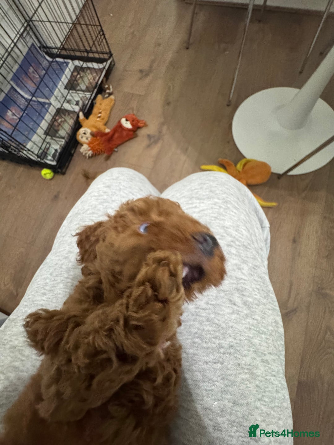 Miniature Poodle dogs for sale: 🐩 Outstanding Deep Red Miniature Poodle Puppies  - Advert 17