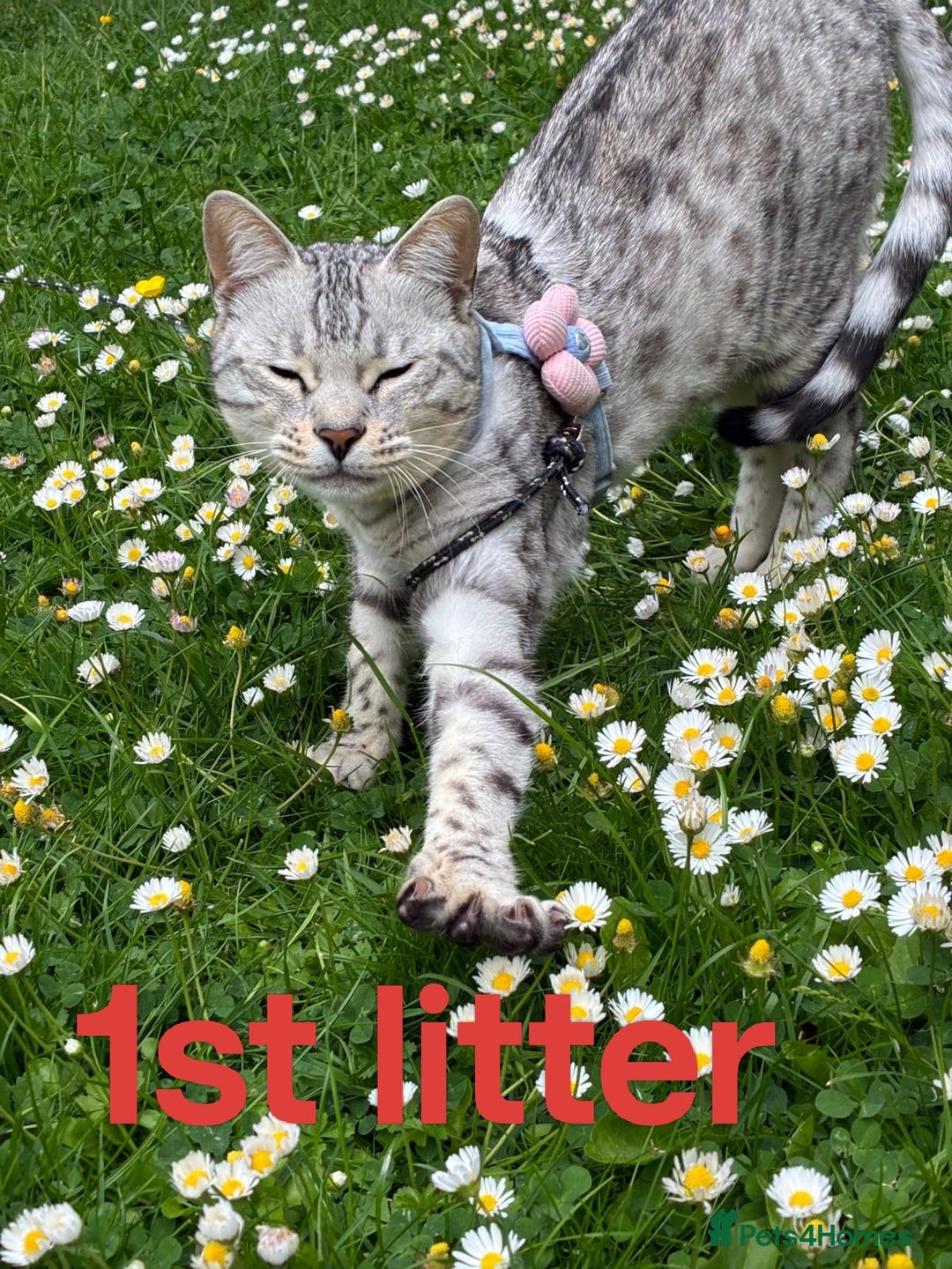 Bengal cats for stud: Charcoal brown bengal stud glitter coat  - Image 7