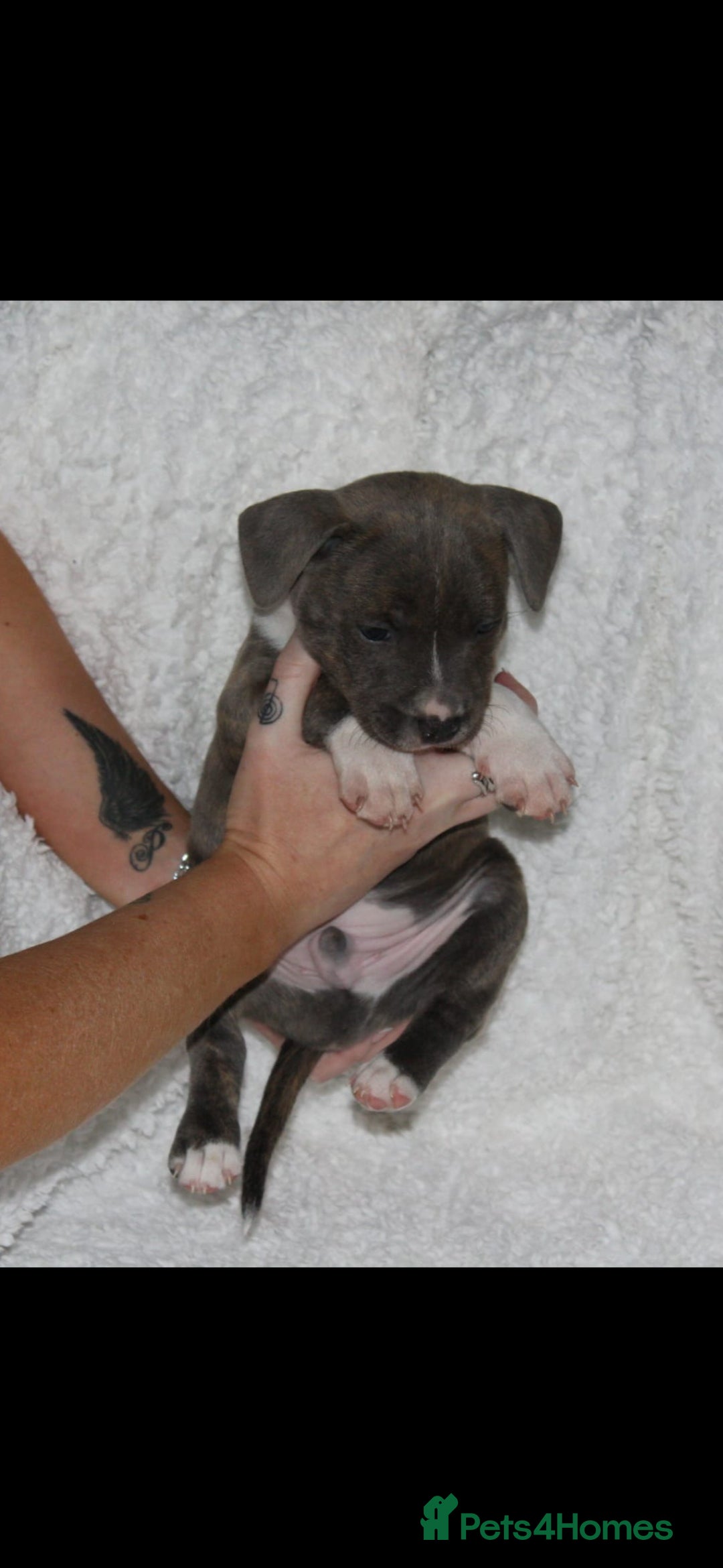 Staffordshire Bull Terrier dogs for sale: Staffy Puppies. Exceptional Temperament. - Advert 12