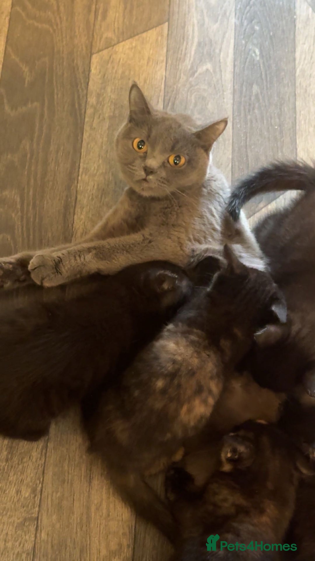 Mixed Breed cats for sale: toritoshell kittens  - Image 4