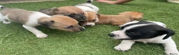 Jack Russell dogs for sale: Jack russle puppies  in Bedford - Advert 8