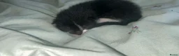 Domestic Shorthair cats for sale: Black and white and ginger kittens  in Leamington Spa - Advert 6