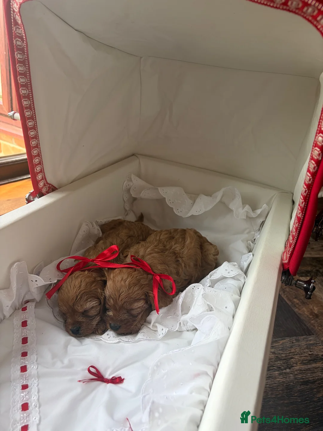 Cavapoo dogs for sale: Red Toy cavapoo in Newark - Advert 16