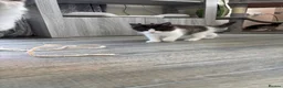 Turkish Van cats for sale: Stunning Turkish van mix READY NOW - Advert 23