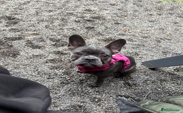 French Bulldog dogs female french bull dog - Advert 5