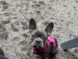 French Bulldog dogs female french bull dog - Advert 5