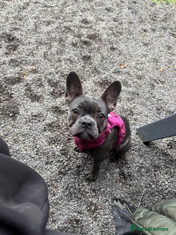 French Bulldog dogs female french bull dog - Advert 5