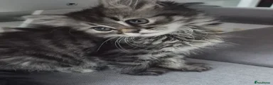 Siberian 2