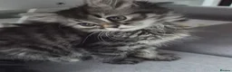 Siberian cats for sale: 6 beautiful Siberian kittens  - Advert 10