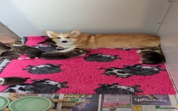 Welsh Corgi Pembroke dogs for sale: Champion line corgi puppies health tested parents  - Image 3