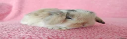 Mini Lop rabbits for sale: Baby mini lops for sale  - Advert 8
