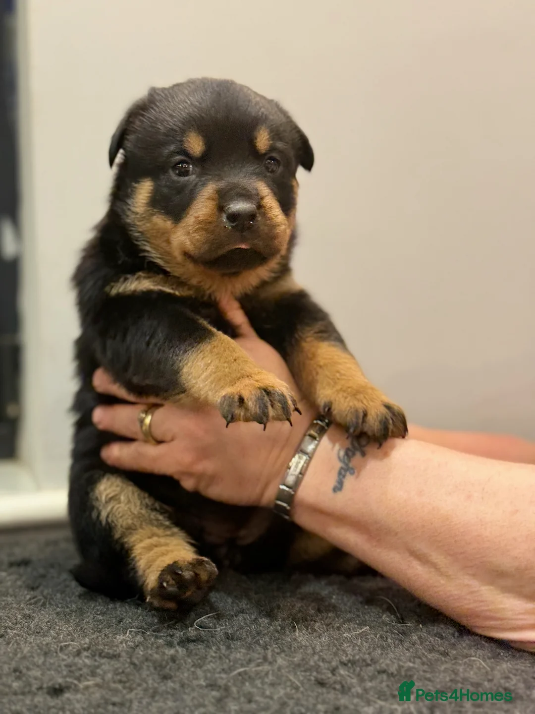 Rottweiler dogs for sale: ROTTWEILER PUPPIES in Doncaster - Advert 2