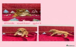 Cavapoo dogs for sale: F1B Cavapoo - Advert 8