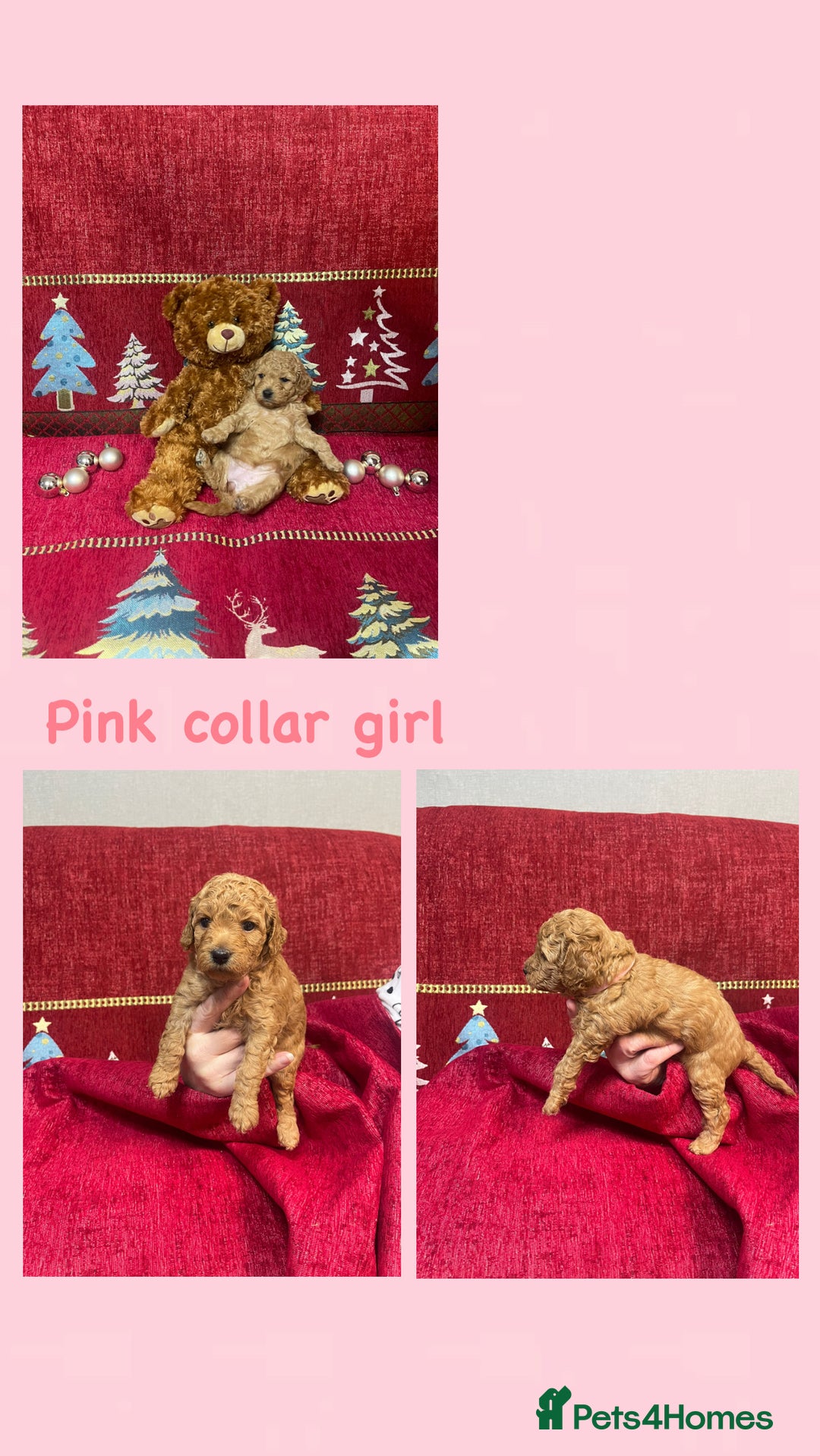 Cavapoo dogs for sale: F1B Cavapoo - Advert 8