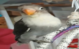 Lovebirds birds for sale: Fischers lovebirds handreared x2 - Image 25