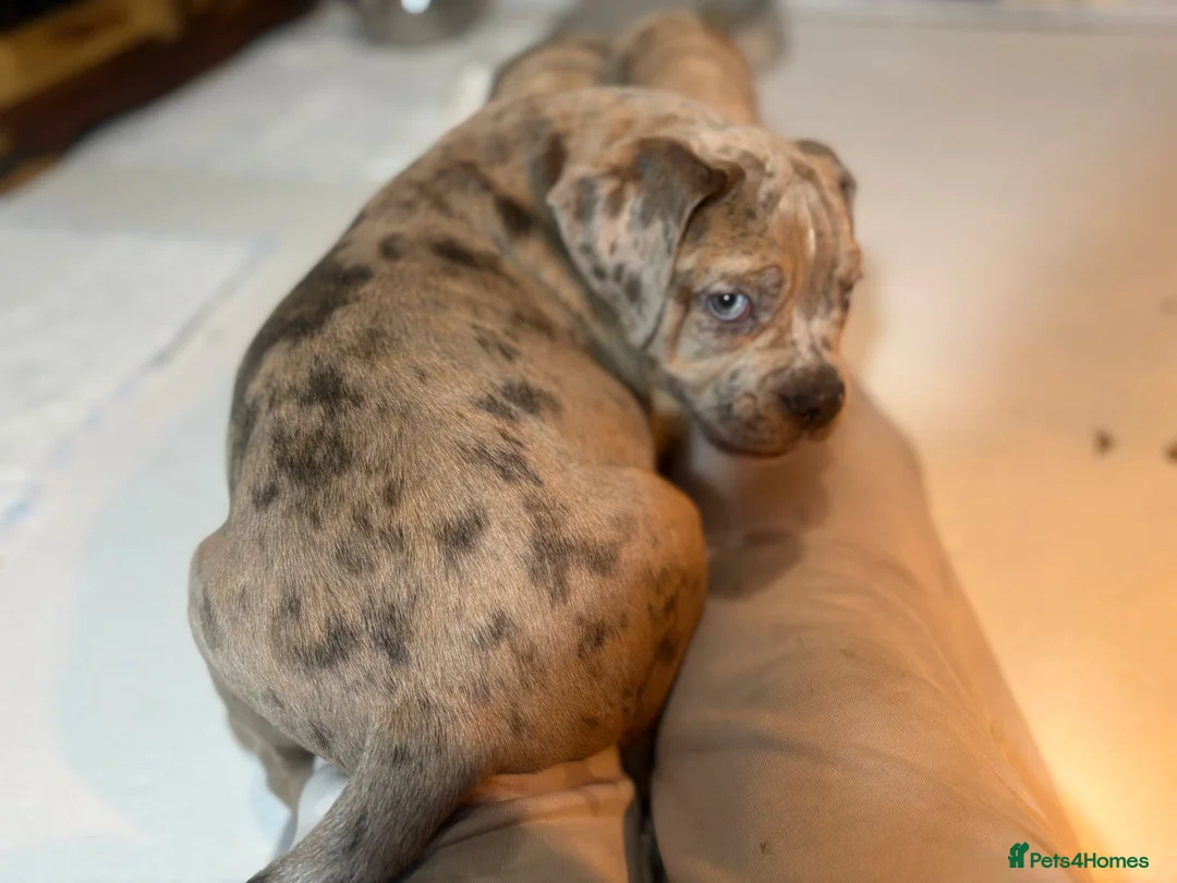 Olde English Bulldogge dogs for sale: Olde English bulldogges generational  - Advert 34