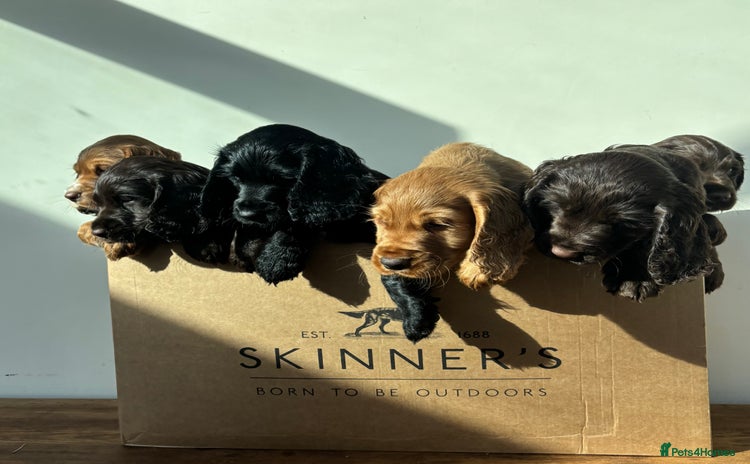Cocker Spaniel dogs - Advert 13