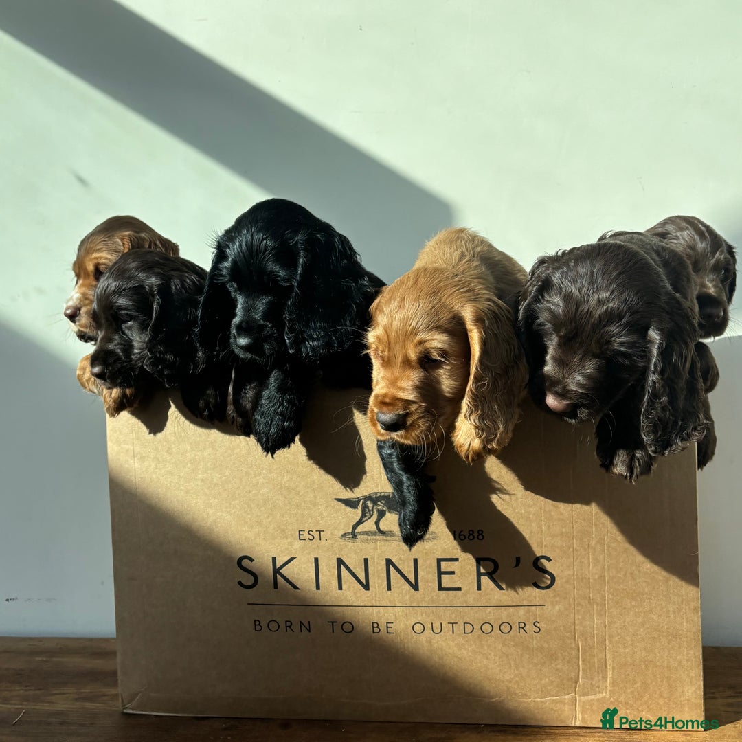 Cocker Spaniel dogs for sale: Beautiful Litter of Cocker Spaniel Puppies  - Image 6