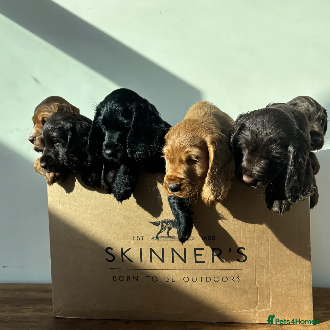 Cocker Spaniel dogs for sale: Beautiful boy remaining Cocker Spaniel Puppies  - Advert 12