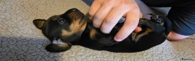 Dachshund 2