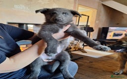 German Shepherd dogs for sale: 10 Healthy Beautiful German shepherds - Image 17
