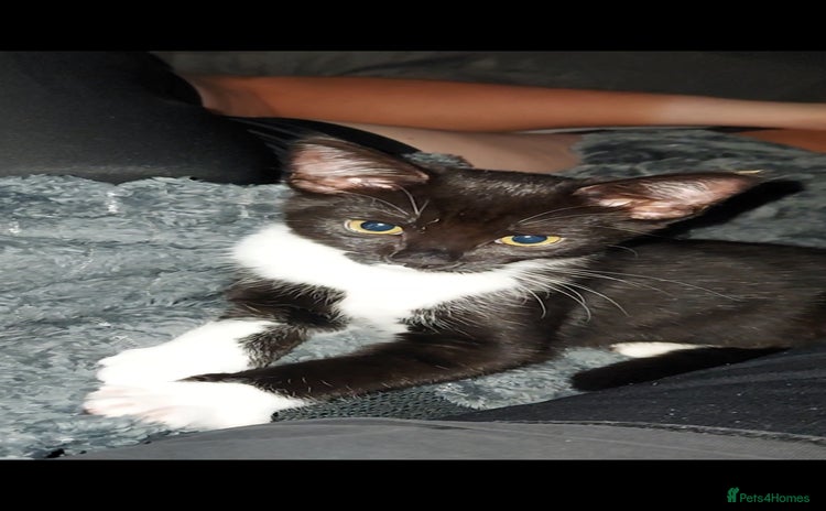 Maine Coon cats - Advert 5