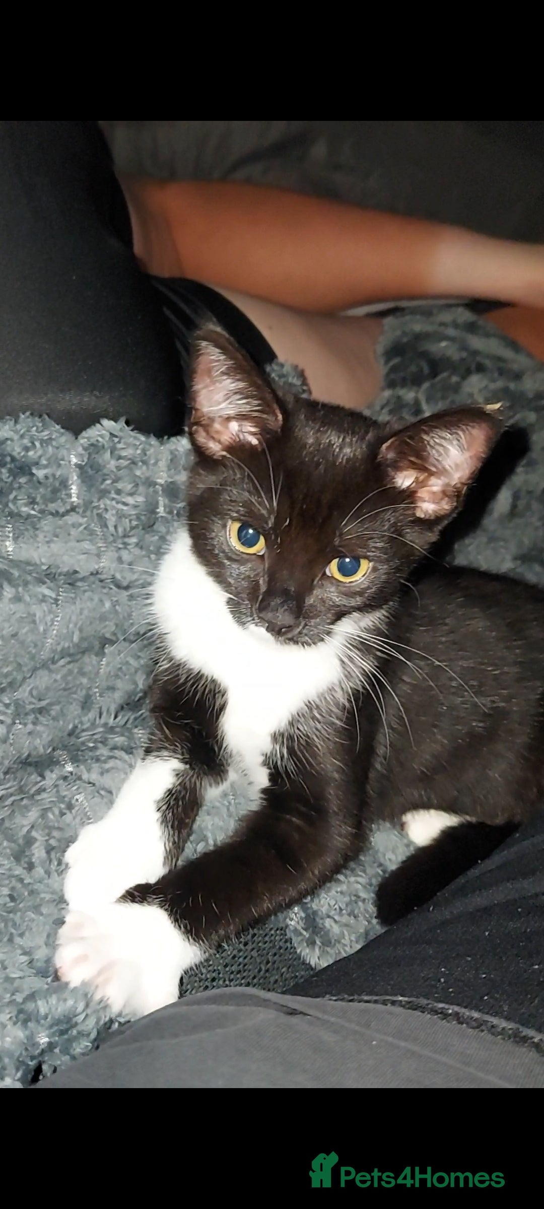 Maine Coon cats for sale: Female kitten  - Image 1