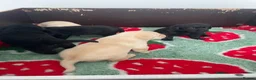 Labrador Retriever dogs for sale: Stunning Puppies From Show Winning Parents - Advert 13