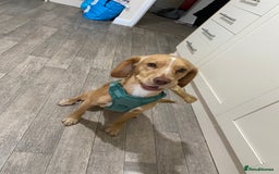 Mixed Breed dogs for sale: Archie - Jack Russel x cocker spaniel  - Image 5