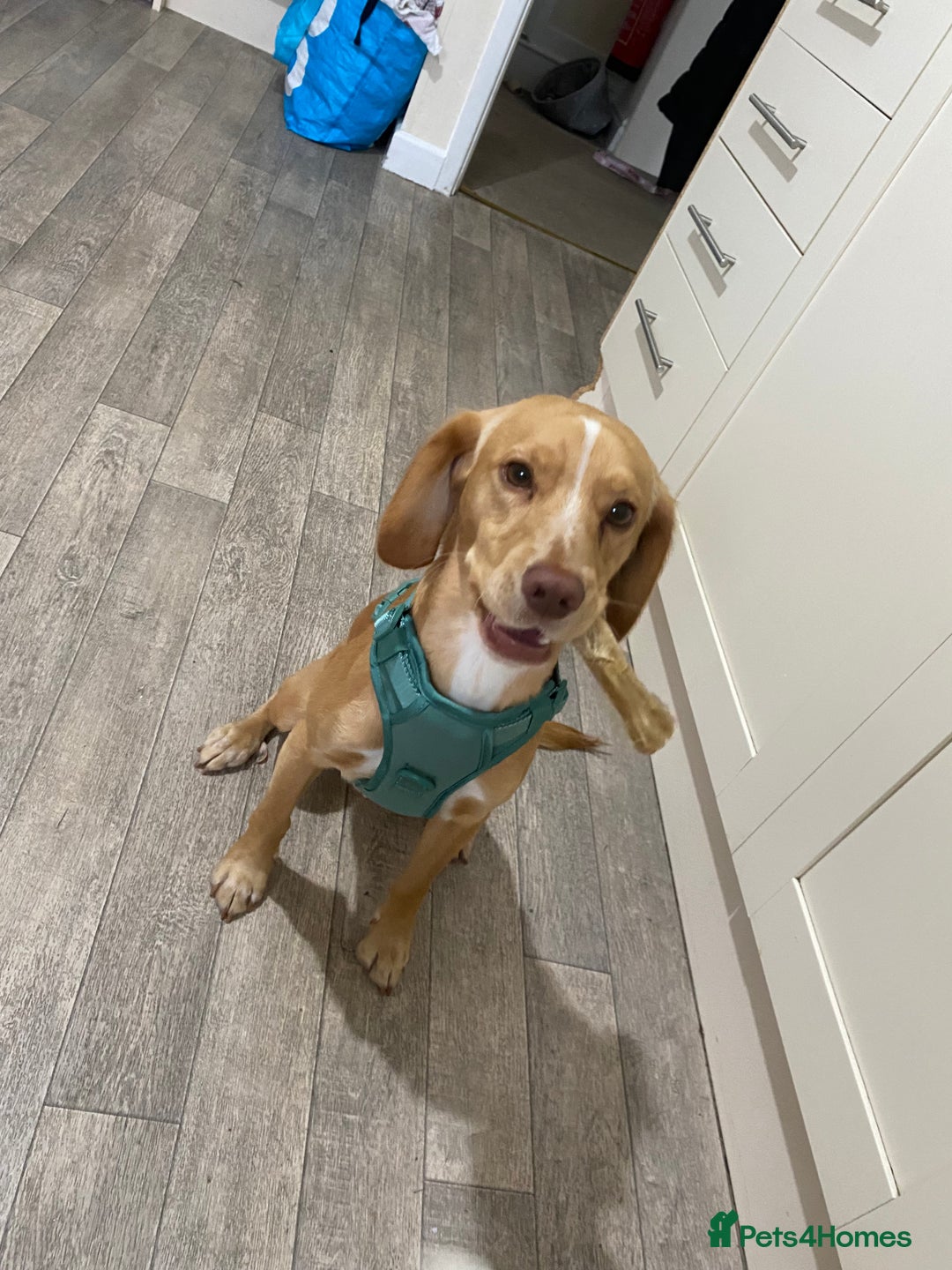 Mixed Breed dogs for sale: Archie - Jack Russel x cocker spaniel  - Image 5