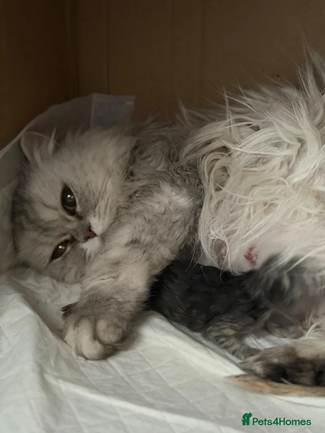 Persian cats for sale: 🦁persian kittens🐻‍❄️ - Advert 2