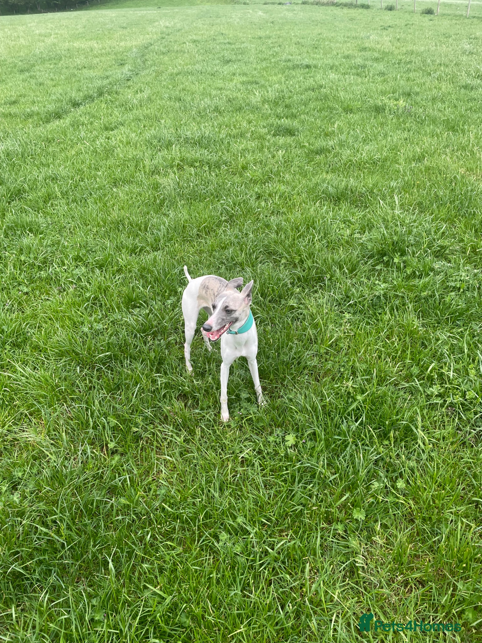 Whippet dogs Whippets Mother & daughter need rehoming  - Advert 4