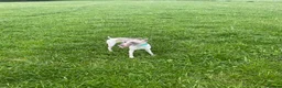 Whippet dogs for sale: Whippets Mother & daughter need rehoming  - Advert 1