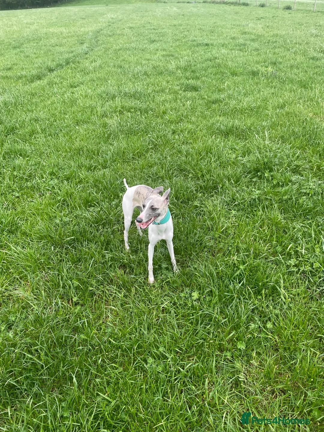 Whippet dogs for sale: Whippets Mother & daughter need rehoming  - Advert 1