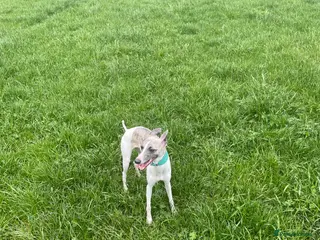 Whippet dogs Whippets Mother & daughter need rehoming - Advert 8
