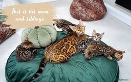 Bengal cats for sale: Dune- Stunning Bengal Boy- TICA with champion line - Image 11