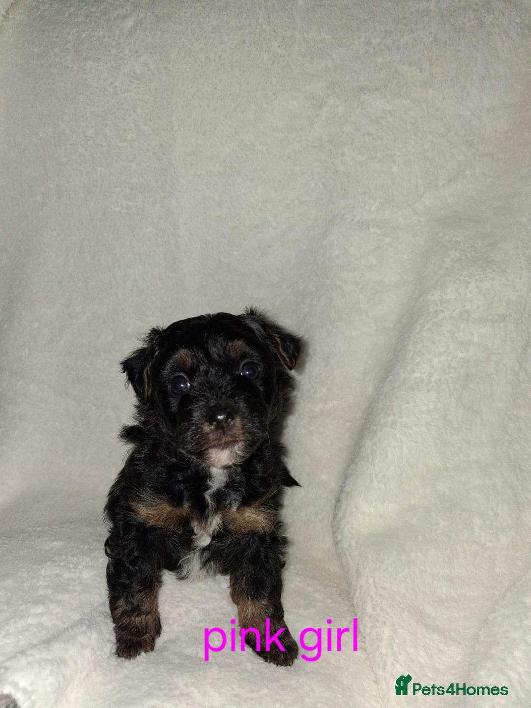 Mixed Breed dogs for sale: Yorkshire Terrier x Pomeranian Puppys - Advert 27