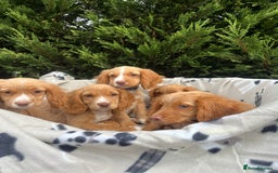 Cocker Spaniel dogs for sale: Five beautiful cocker spaniels - Image 1