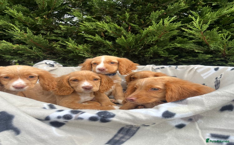 Cocker Spaniel dogs - Advert 8