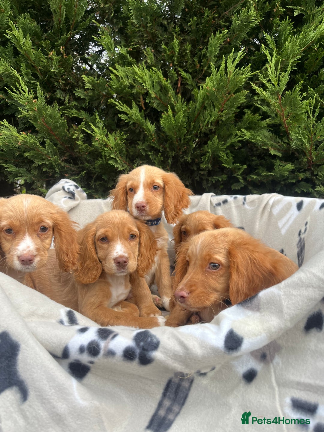 Cocker Spaniel dogs for sale: Five beautiful cocker spaniels - Image 1