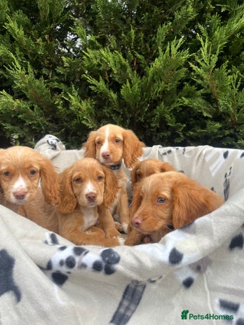 Cocker Spaniel dogs - Advert 2
