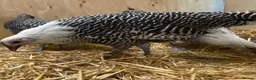 Chickens poultry for sale: Silver Campine  - Advert 7