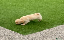 Golden Retriever dogs for sale: Beautiful KC reg Fluffy Golden Retriever Puppies - Image 19
