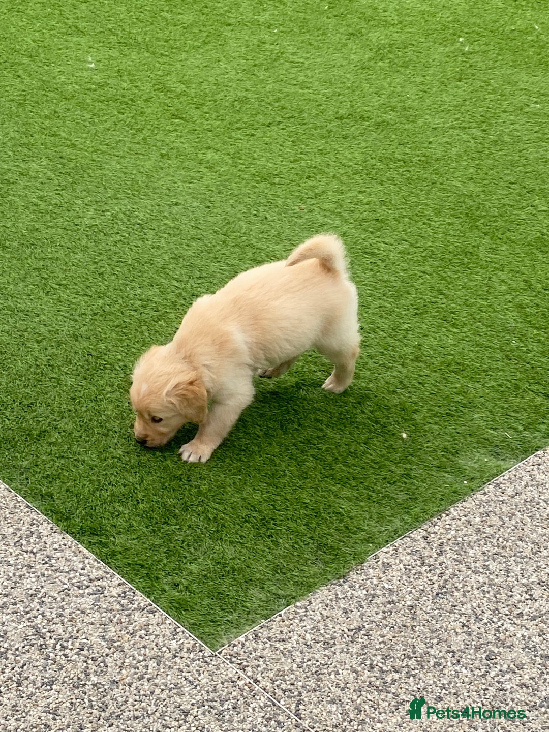 Golden Retriever dogs for sale: Beautiful KC reg Fluffy Golden Retriever Puppies - Image 19