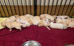 Labrador Retriever dogs for sale: Labrador Puppies for sale 24/10/25 onwards - Image 16