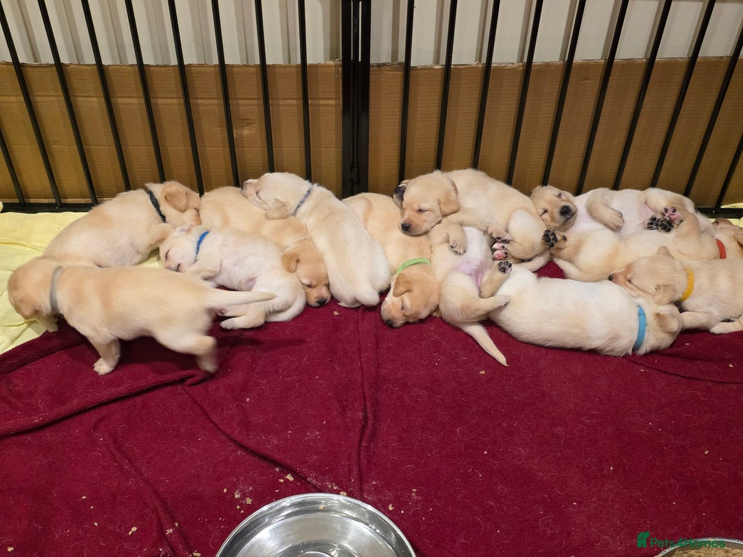 Labrador Retriever dogs for sale: Labrador Puppies for sale 24/10/25 onwards - Image 16