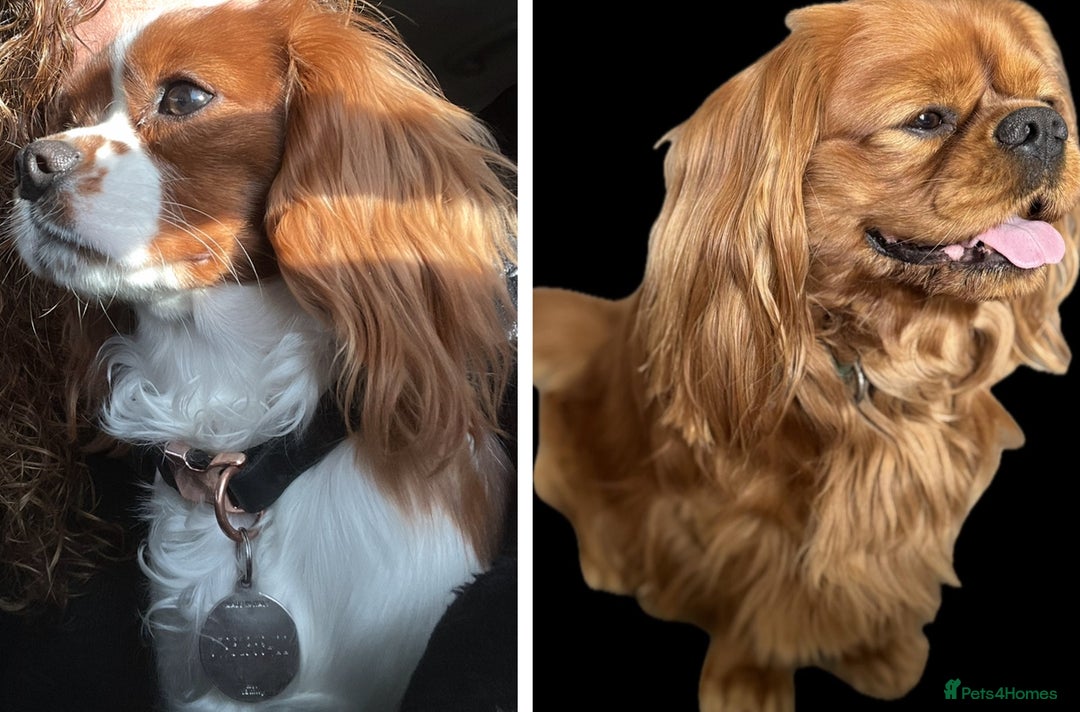 Cavalier King Charles Spaniel dogs for sale: Champion line Cavalier Pups -  **Waiting List** - Image 3