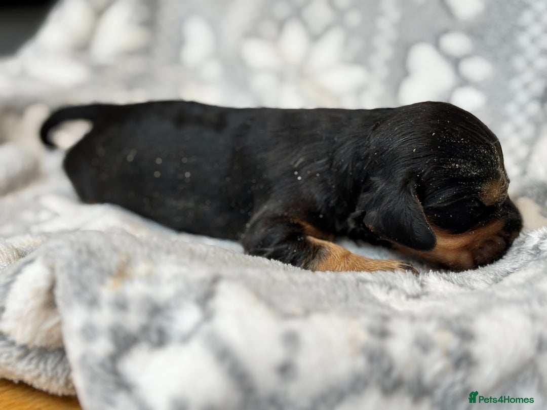 Cocker Spaniel dogs for sale: Champion bred KC health tested cockers  - Image 11