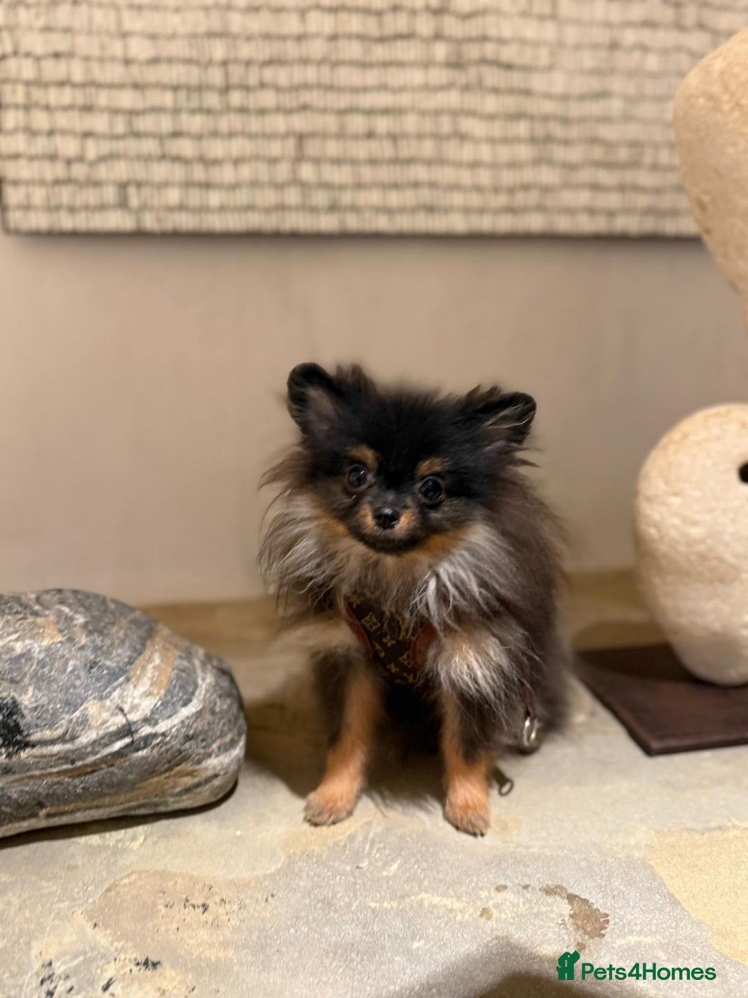 Pomeranian dogs for sale: Pomeranian - Advert 3